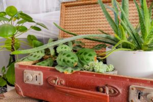 Baule vintage decorato con piante verdi