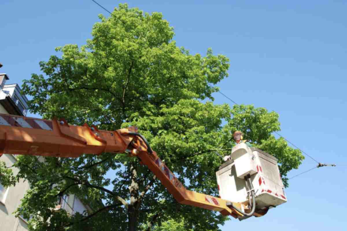 Con il cambiamento climatico che continua a rappresentare una minaccia crescente, la vegetazione urbana deve essere considerata non più solo