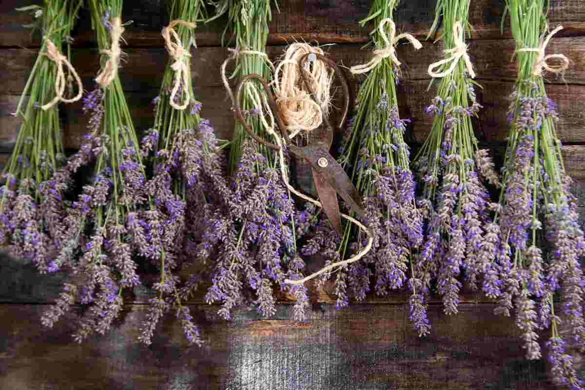 Lavanda