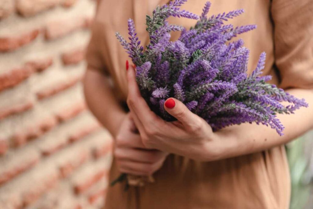 Lavanda