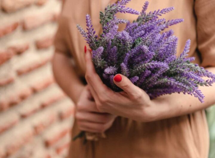 Lavanda
