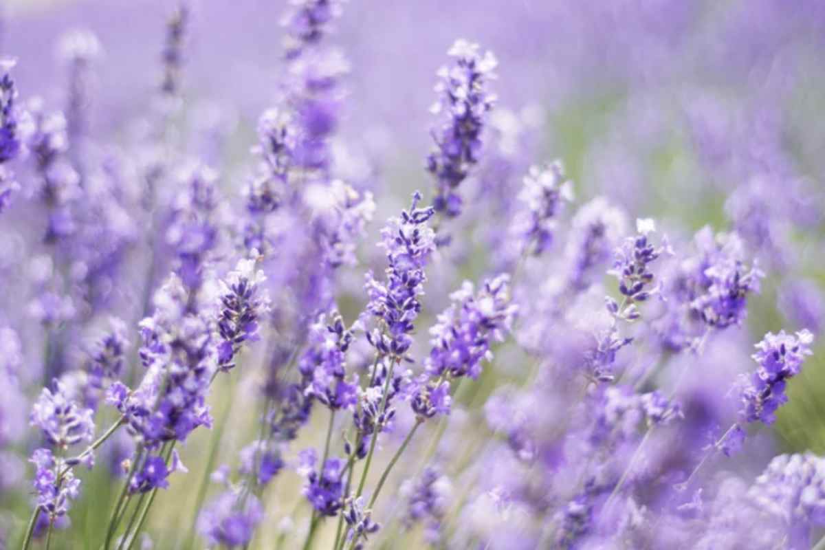 La cura della vegetazione è un altro elemento fondamentale nella prevenzione delle zanzare.
