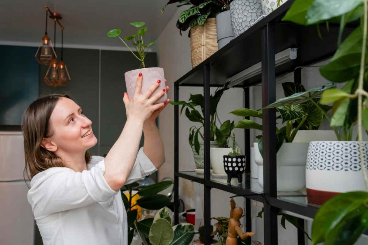 Piante in casa