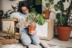 Piante in casa