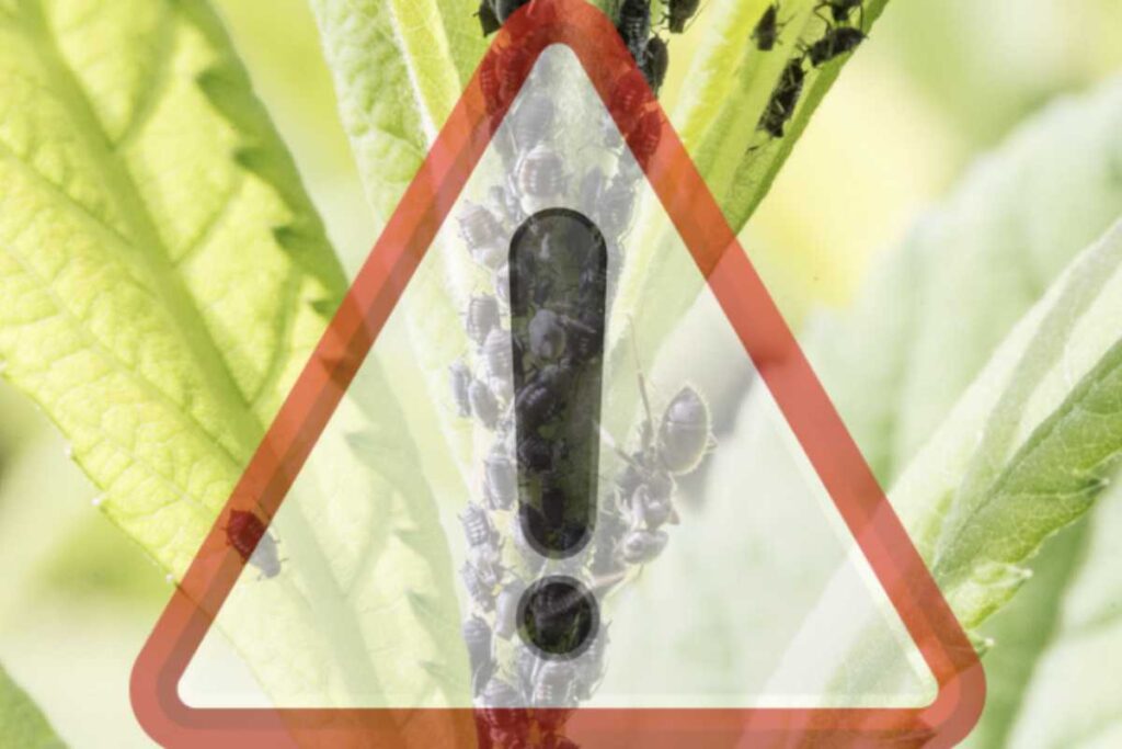 Questi parassiti, piccoli insetti che si nutrono della linfa delle piante, possono trasformare un giardino rigoglioso in un luogo poco salutare