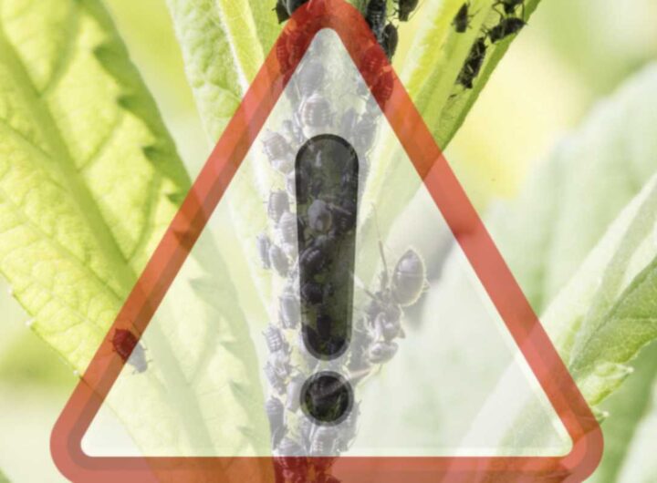 Questi parassiti, piccoli insetti che si nutrono della linfa delle piante, possono trasformare un giardino rigoglioso in un luogo poco salutare