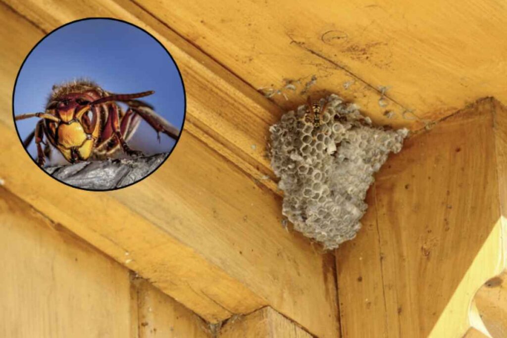 Questi insetti, sebbene siano parte integrante dell'ecosistema, possono diventare fastidiosi