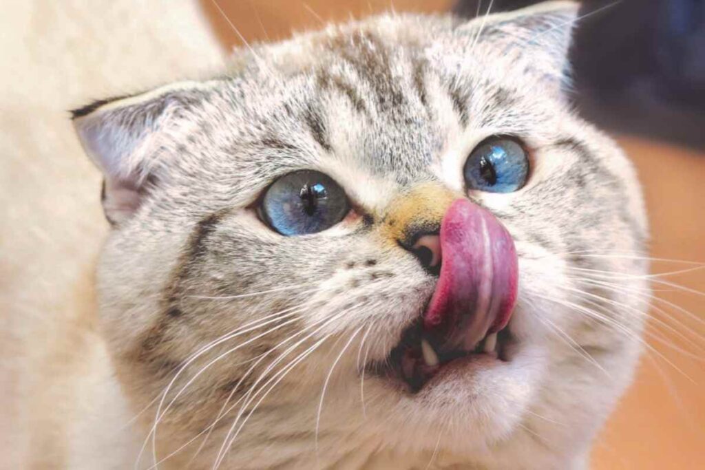 gatto