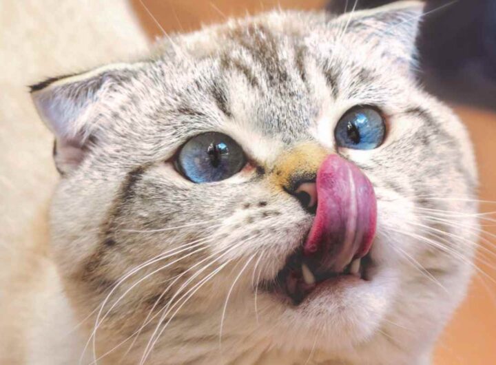 gatto