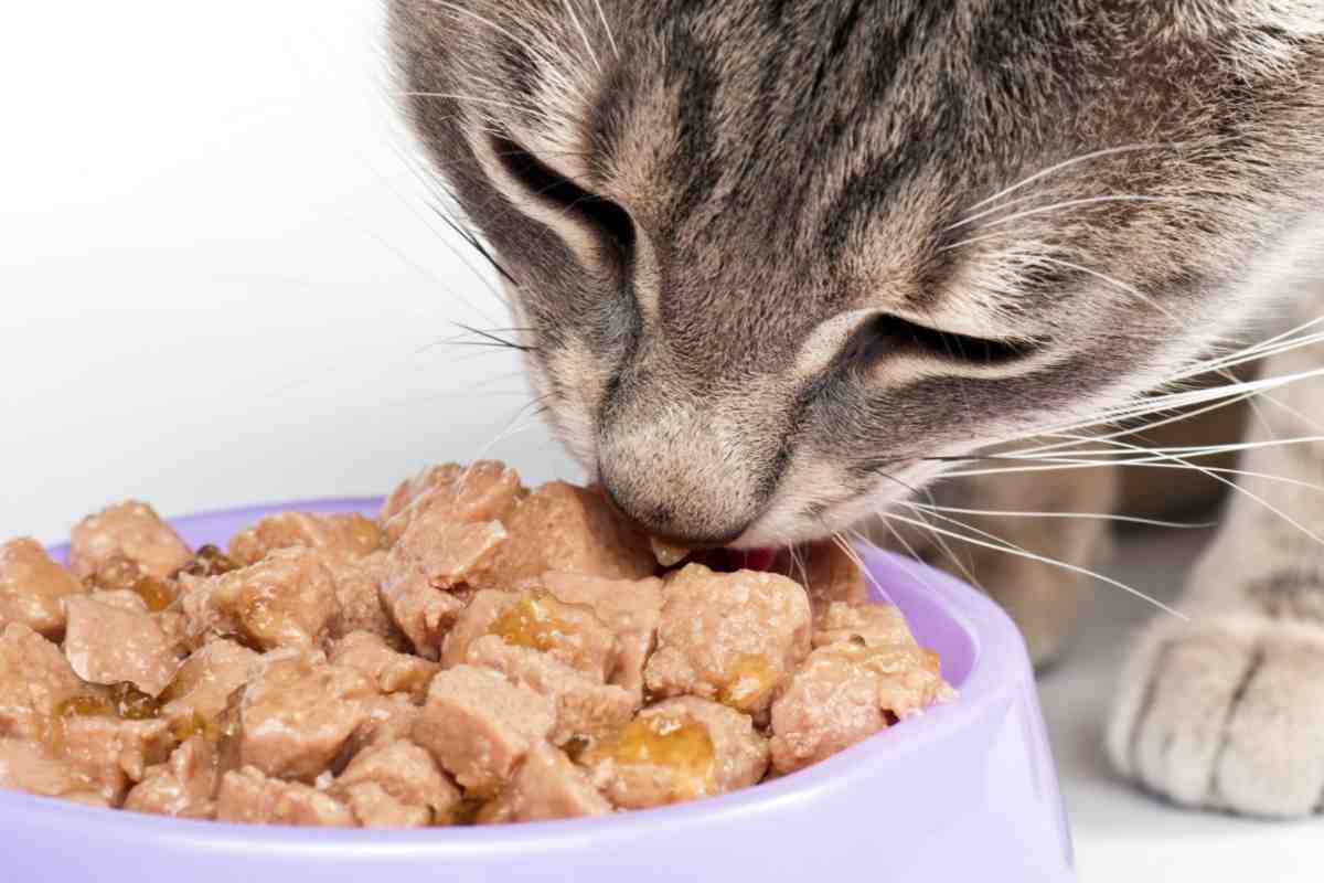 gatto che mangia