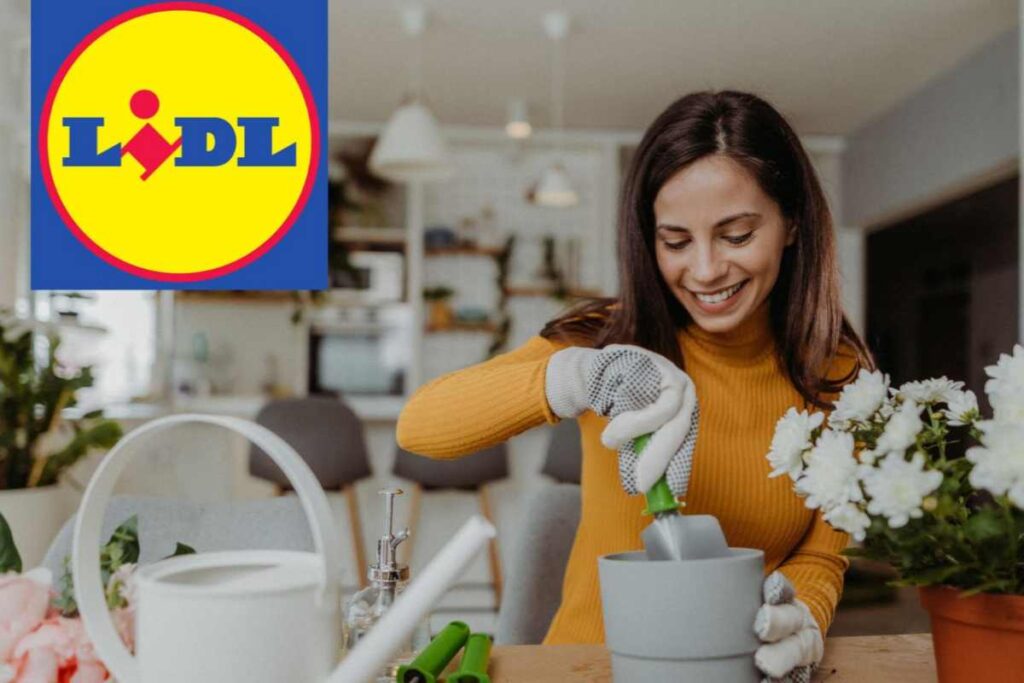 hobby lidl
