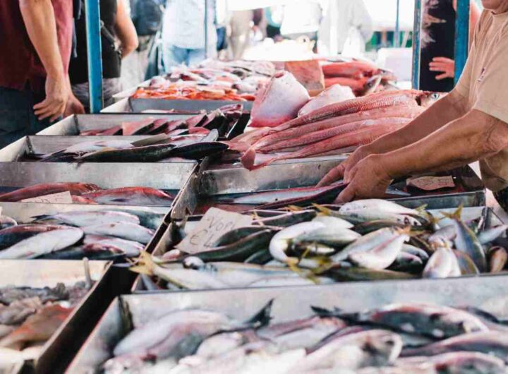 pesce contaminato mercurio quale scegliere