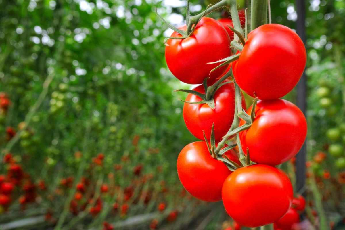 pianta pomodoro
