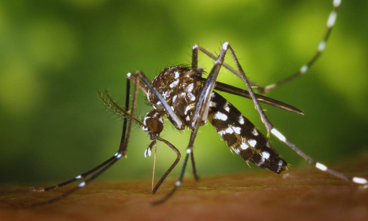 rimedio antizanzare per stare in pace tutta l’estate