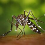 rimedio antizanzare per stare in pace tutta l’estate