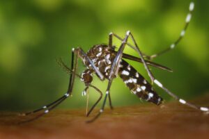 rimedio antizanzare per stare in pace tutta l’estate