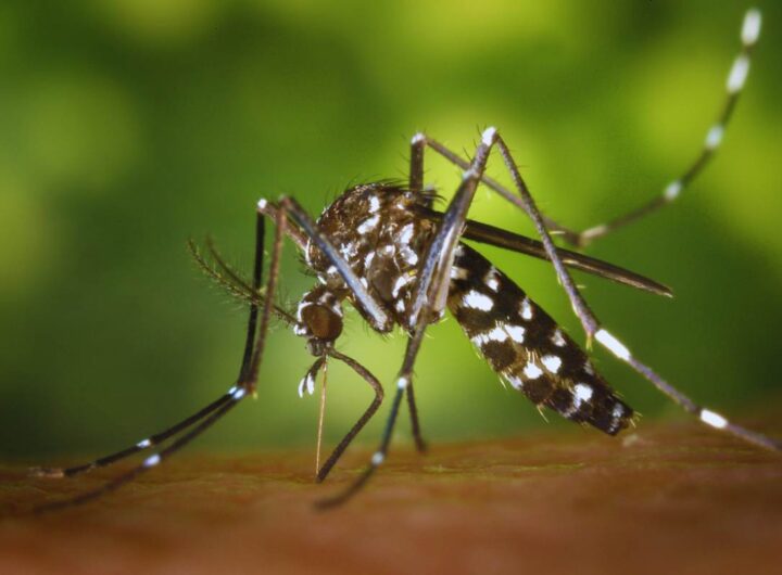 rimedio antizanzare per stare in pace tutta l’estate
