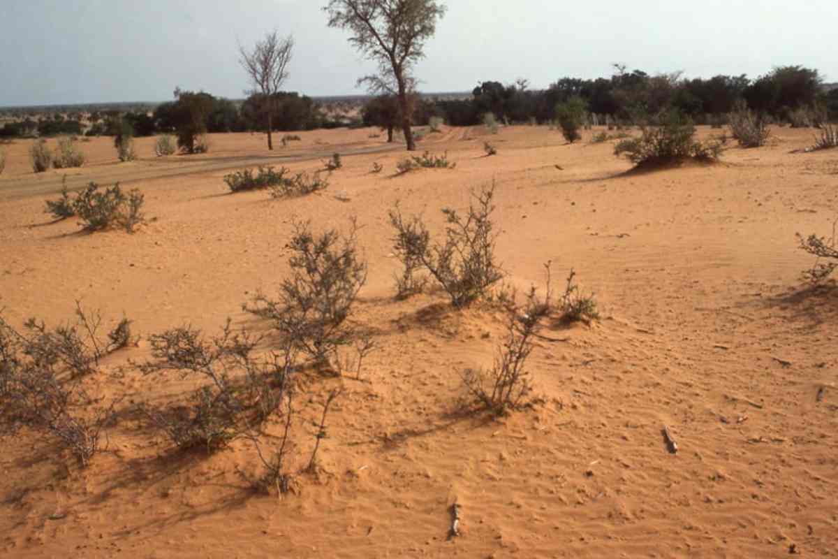 Allerta
