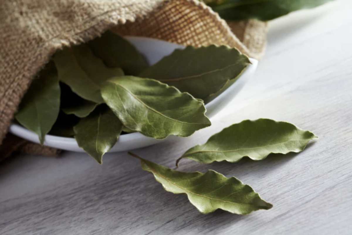 I vantaggi ecologici ed economici dell’alloro