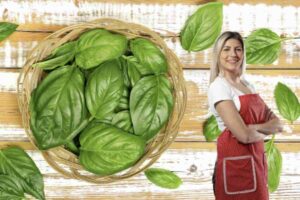 Ottenere un basilico stupendo richiede però attenzione e cura specifica, dalla scelta della piantina fino alla raccolta.