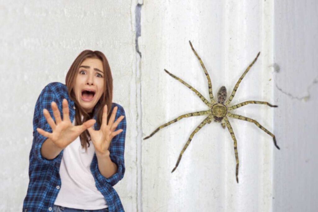 Uno dei problemi più comuni in questi spazi all’aperto è la presenza di ragni. Sebbene questi piccoli aracnidi siano utili per mantenere sotto controllo