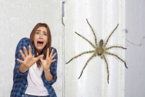 Uno dei problemi più comuni in questi spazi all’aperto è la presenza di ragni. Sebbene questi piccoli aracnidi siano utili per mantenere sotto controllo