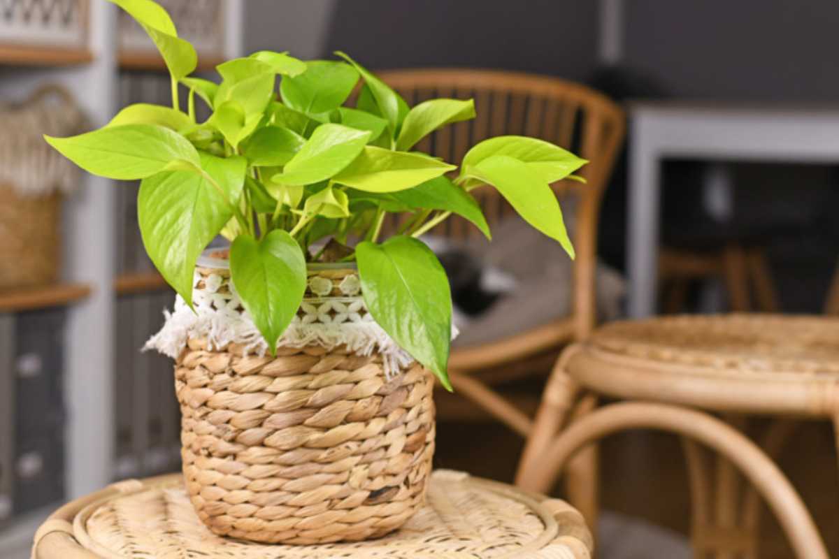 Epipremnum aureum