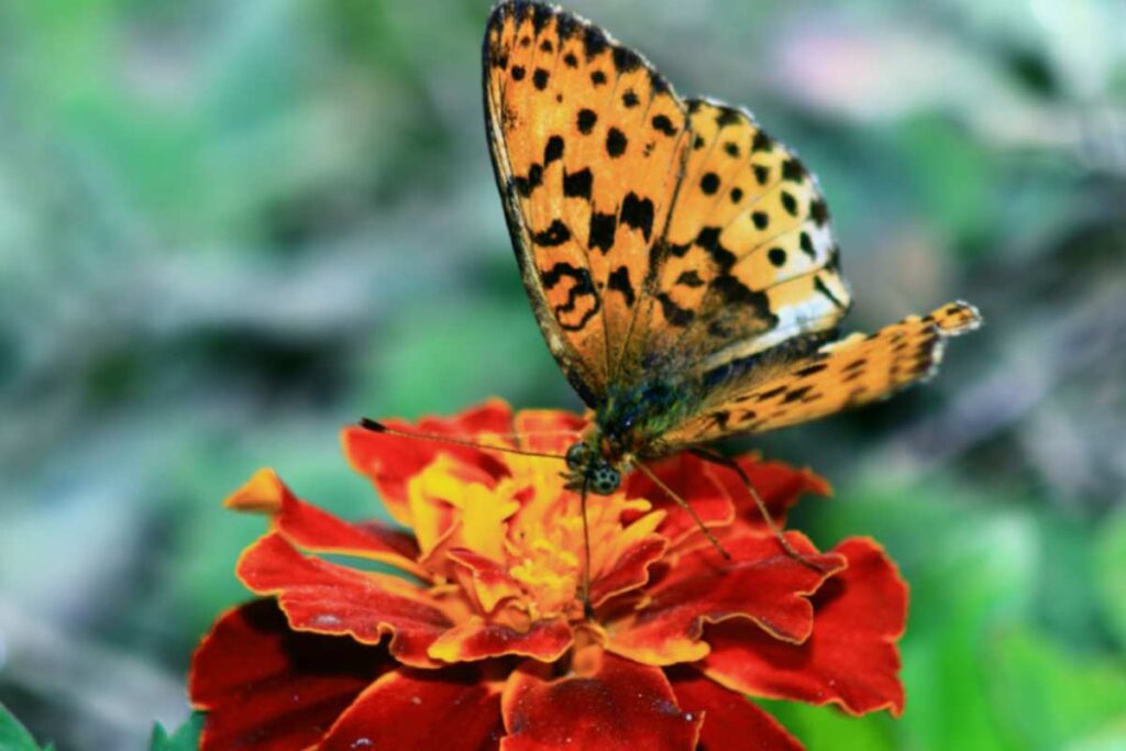 Lanterna maculata