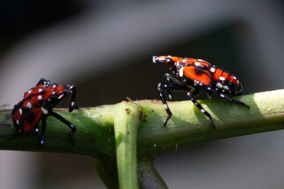Lanterna maculata