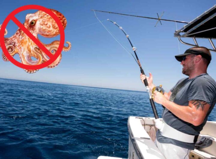 Pesca Polpo