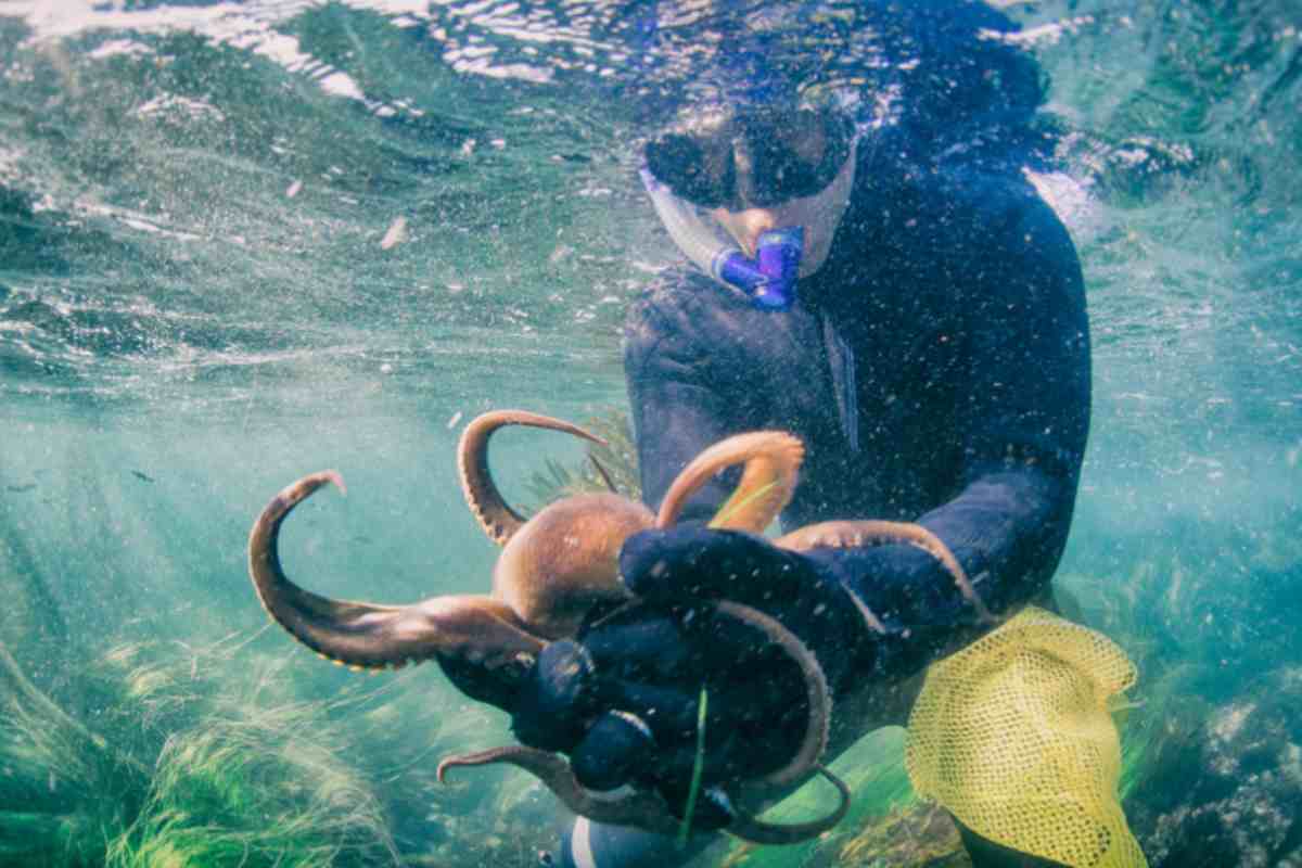 Pesca Polpo