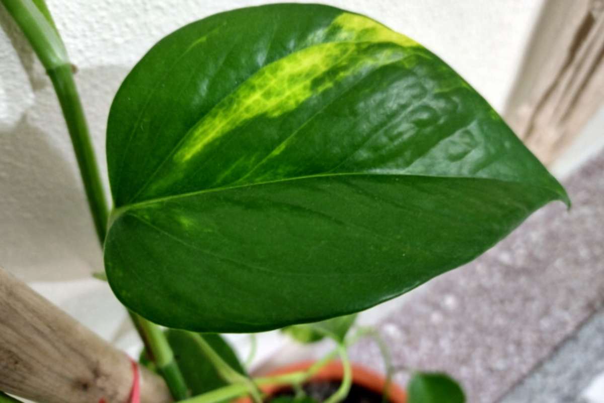 Piante in casa