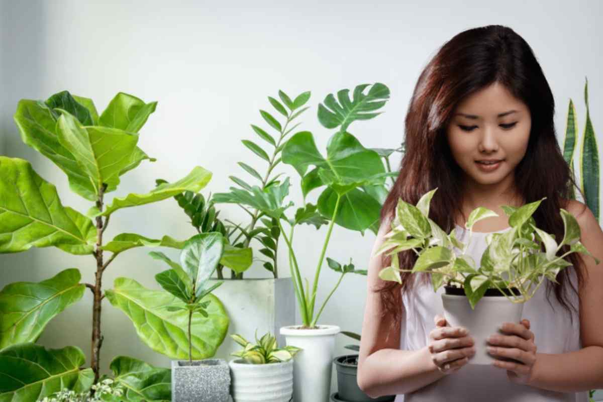 Piante in casa
