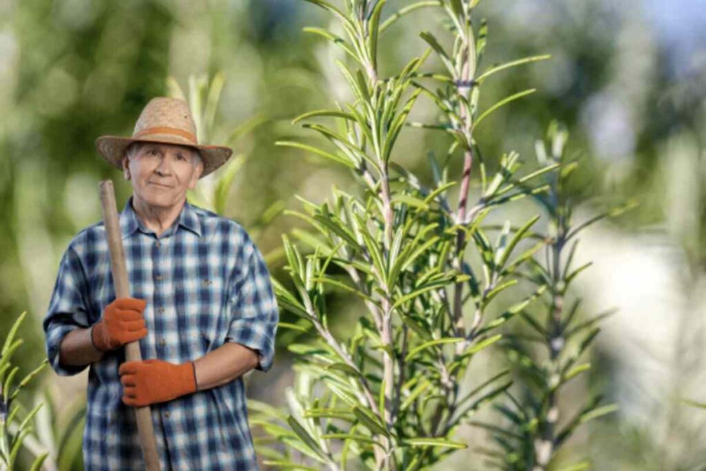 Originario delle regioni mediterranee, questo arbusto si adatta facilmente a diversi ambienti, richiedendo poche ma precise cure per svilupparsi rigoglioso e sano.