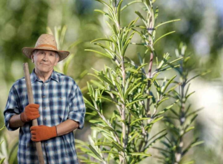 Originario delle regioni mediterranee, questo arbusto si adatta facilmente a diversi ambienti, richiedendo poche ma precise cure per svilupparsi rigoglioso e sano.