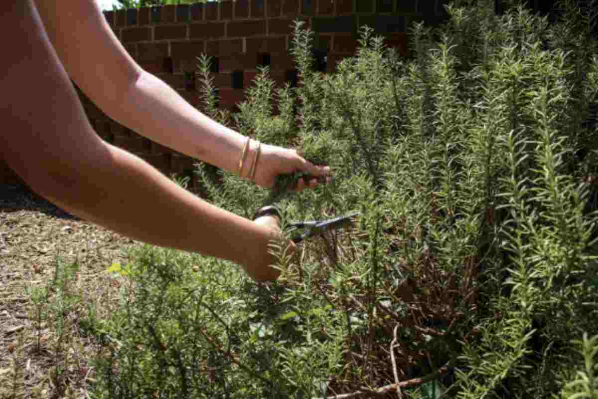 Oltre al suo impiego culinario, il rosmarino possiede numerose proprietà benefiche per la salute. Ricco di acido rosmarinico e diterpeni