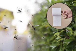 Fortunatamente, c'è una soluzione innovativa e accessibile che potrebbe trasformare il modo in cui gestiamo questi fastidiosi insetti: l'uso di carta igienica imbevuta di oli essenziali.