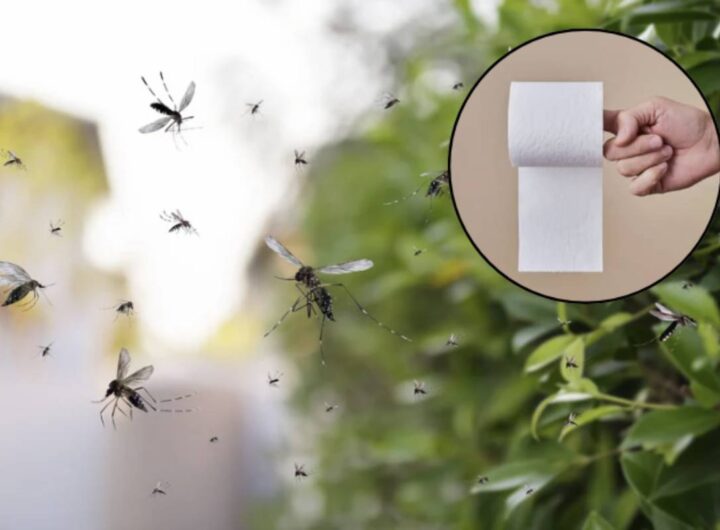 Fortunatamente, c'è una soluzione innovativa e accessibile che potrebbe trasformare il modo in cui gestiamo questi fastidiosi insetti: l'uso di carta igienica imbevuta di oli essenziali.