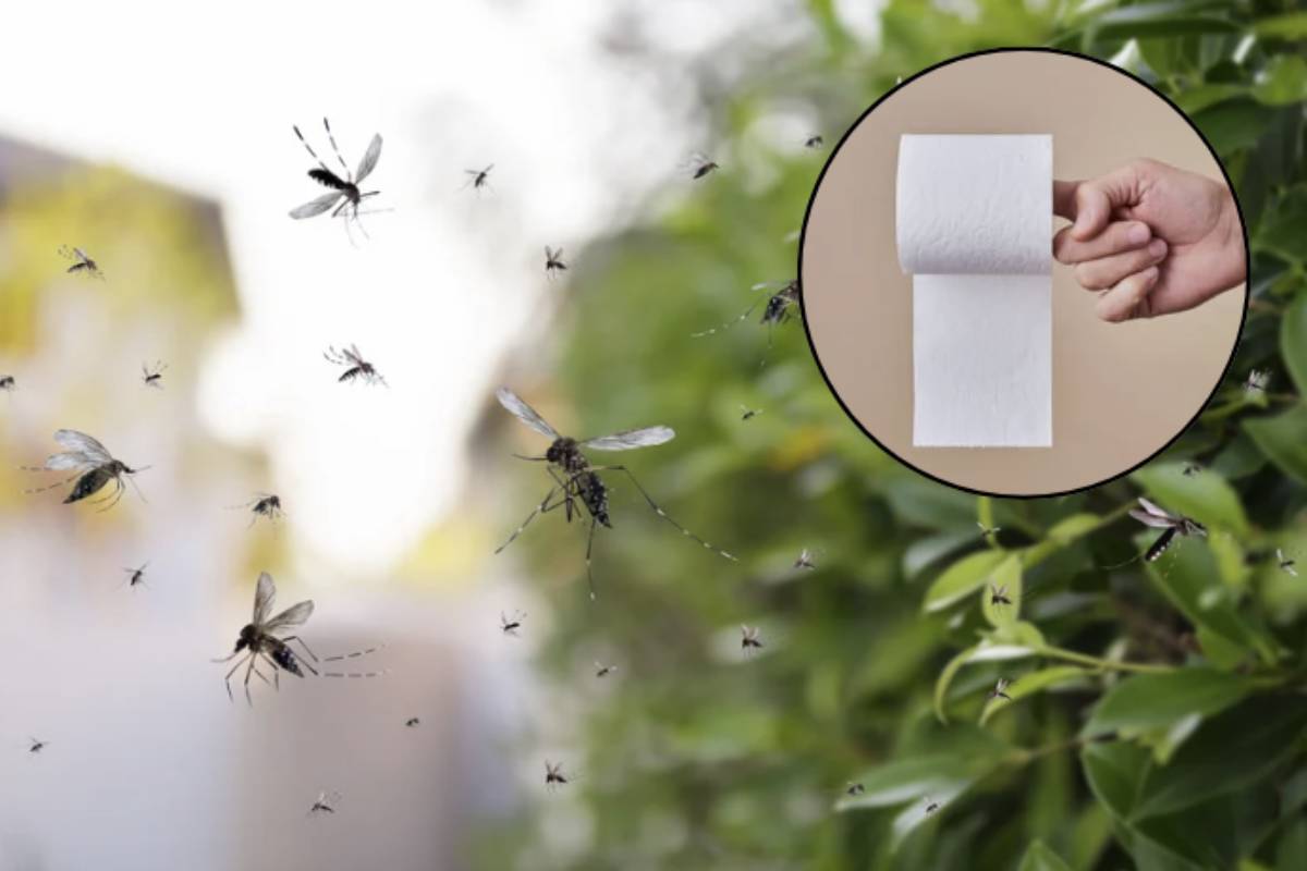 Fortunatamente, c'è una soluzione innovativa e accessibile che potrebbe trasformare il modo in cui gestiamo questi fastidiosi insetti: l'uso di carta igienica imbevuta di oli essenziali.
