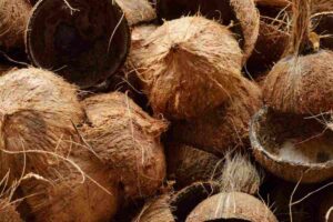 gusci cocco