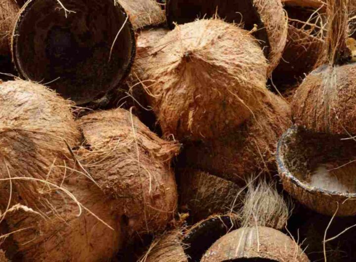 gusci cocco
