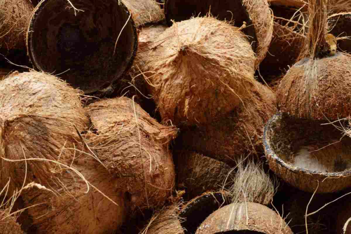 gusci cocco