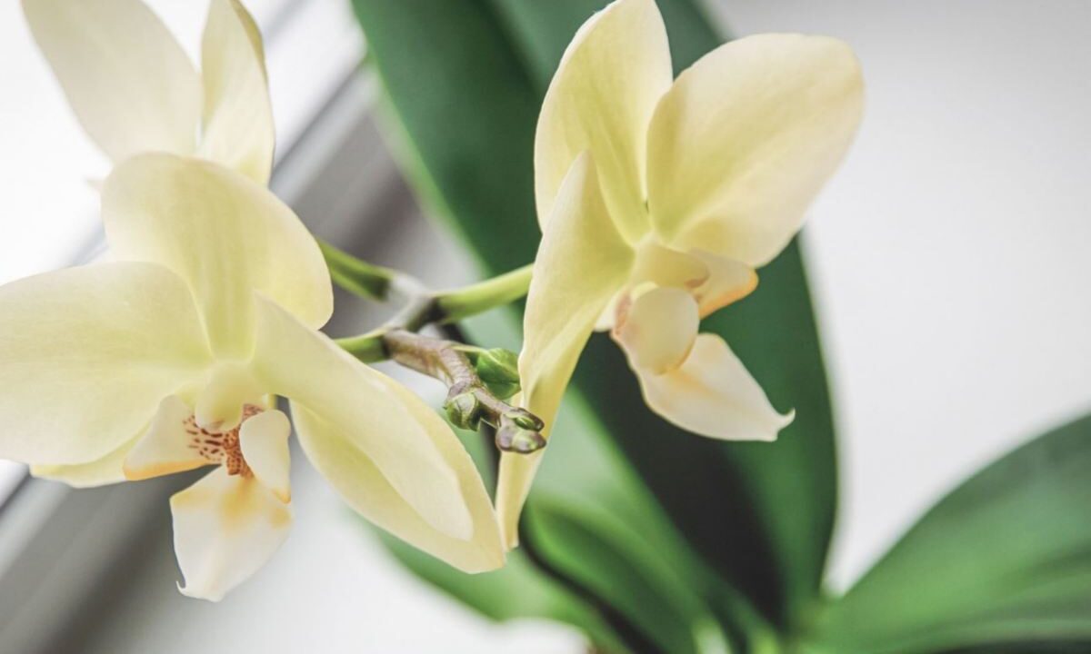 orchidea