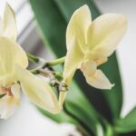 orchidea