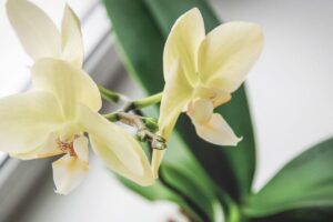 orchidea