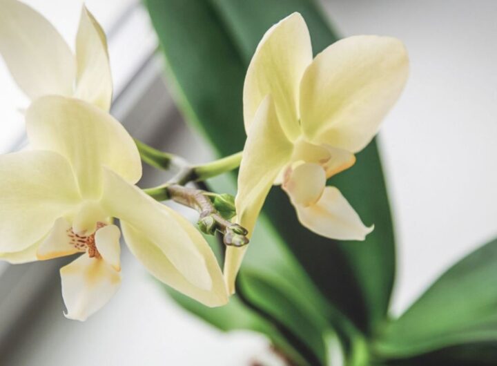 orchidea
