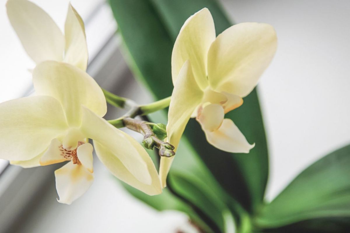 orchidea
