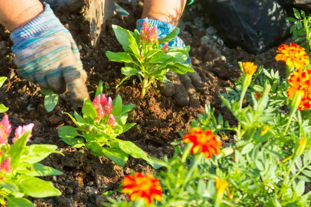 piante e fiori