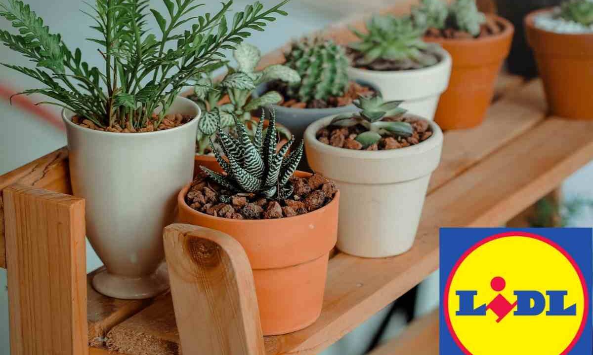 piante lidl
