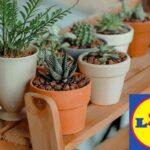 piante lidl